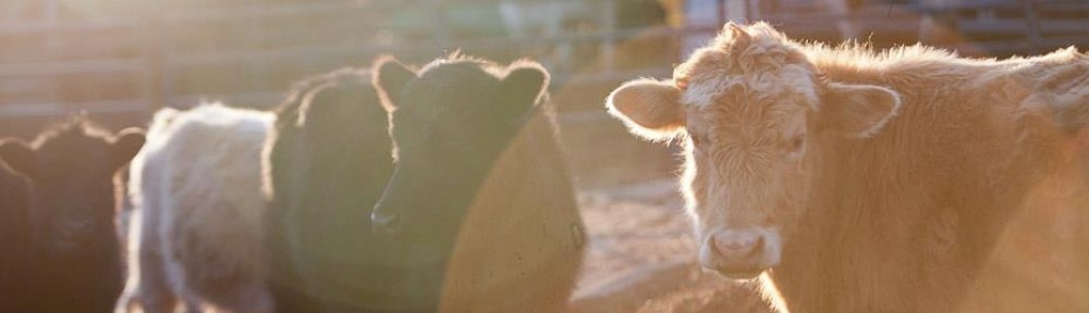 Murdock Farms: Grass-fed and finished beef