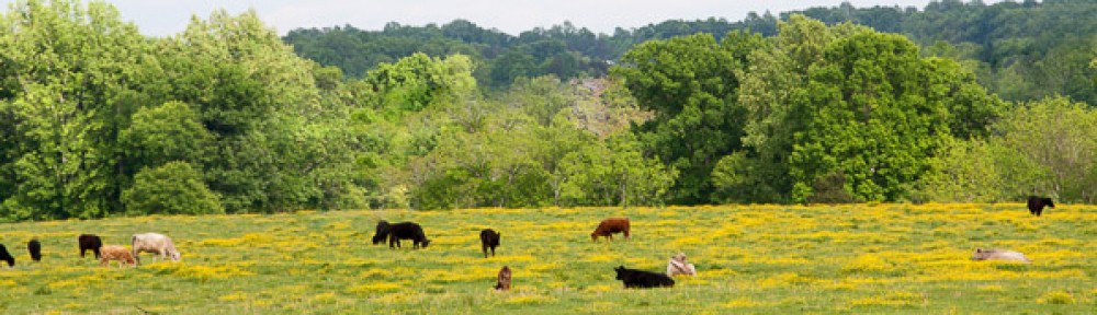 Murdock Farms: Grass-fed and finished beef