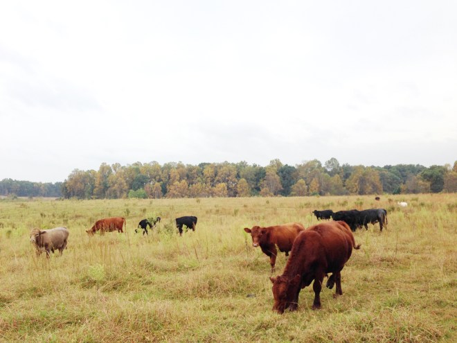 fall2013newsletter_pic